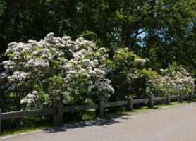 Anthers of Kalmia latifolia (mountain laurel) as a border at Fort Shantok, CT in June