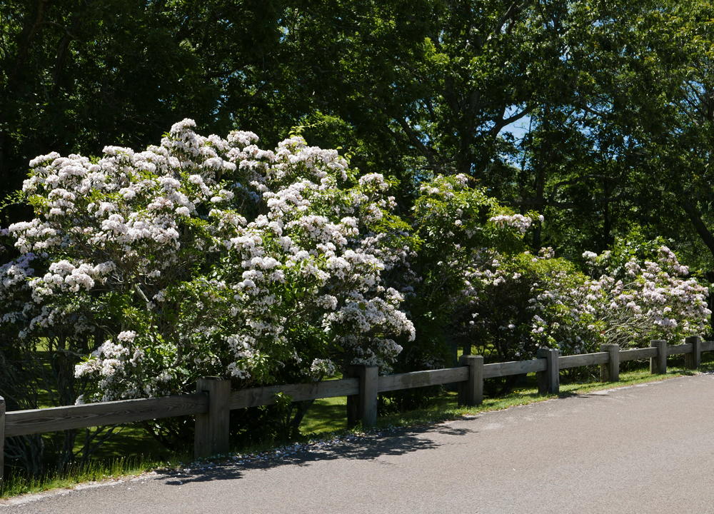 Anthers of Kalmia latifolia (mountain laurel) as a border at Fort Shantok, CT in June
