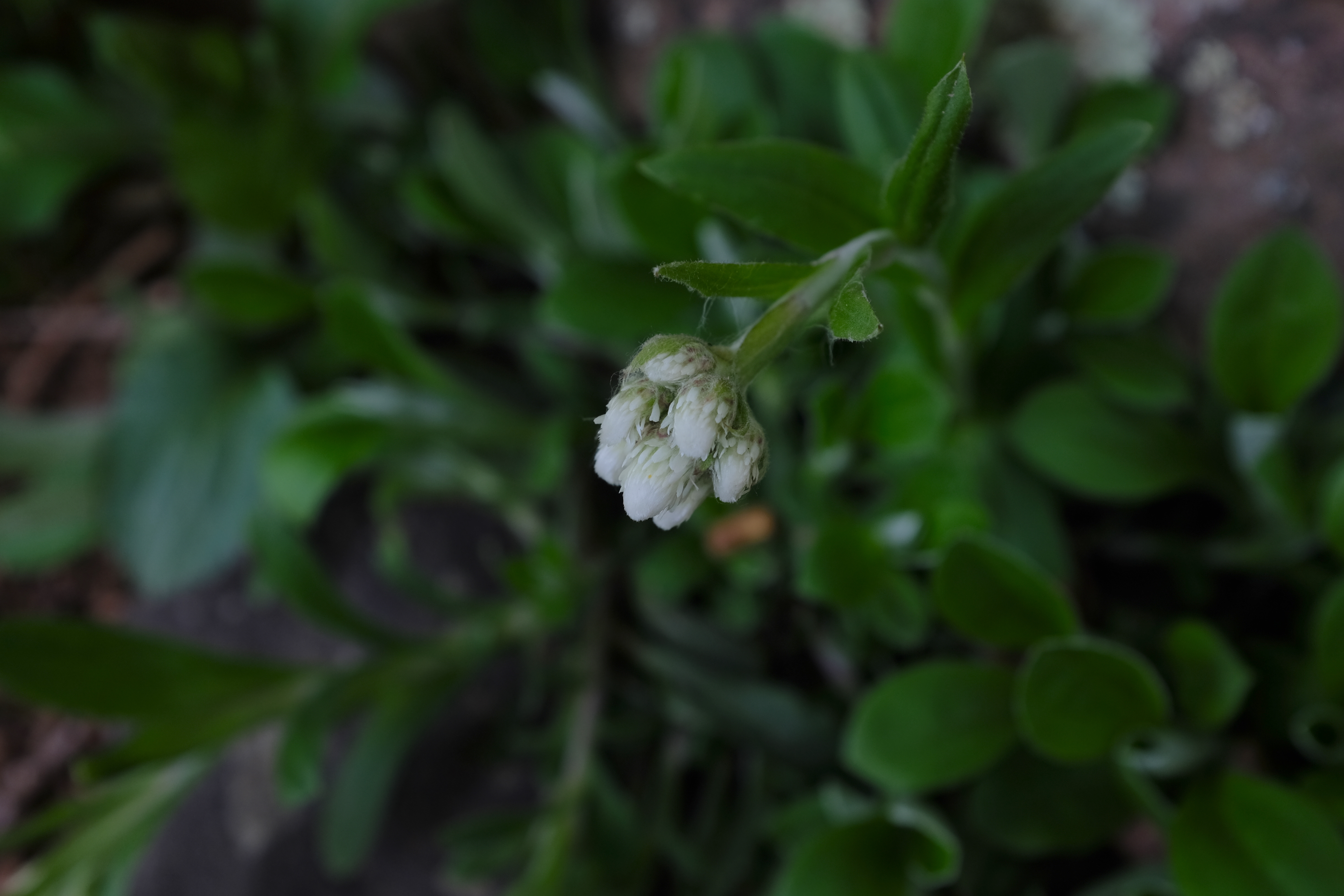Antennaria plantaginifolia flowers resemble cat’s paws