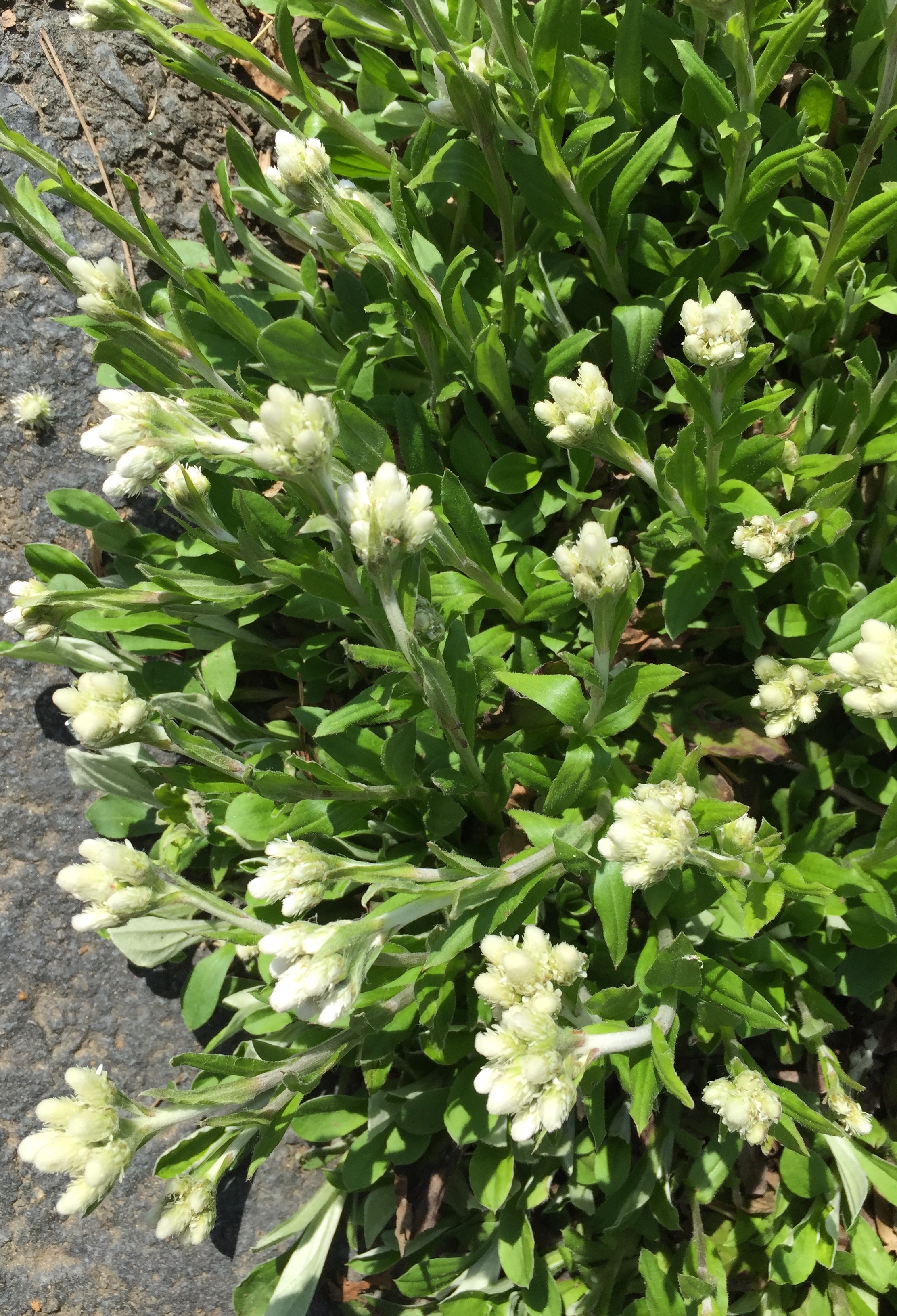 Spreading colony of Antennaria plantaginifolia