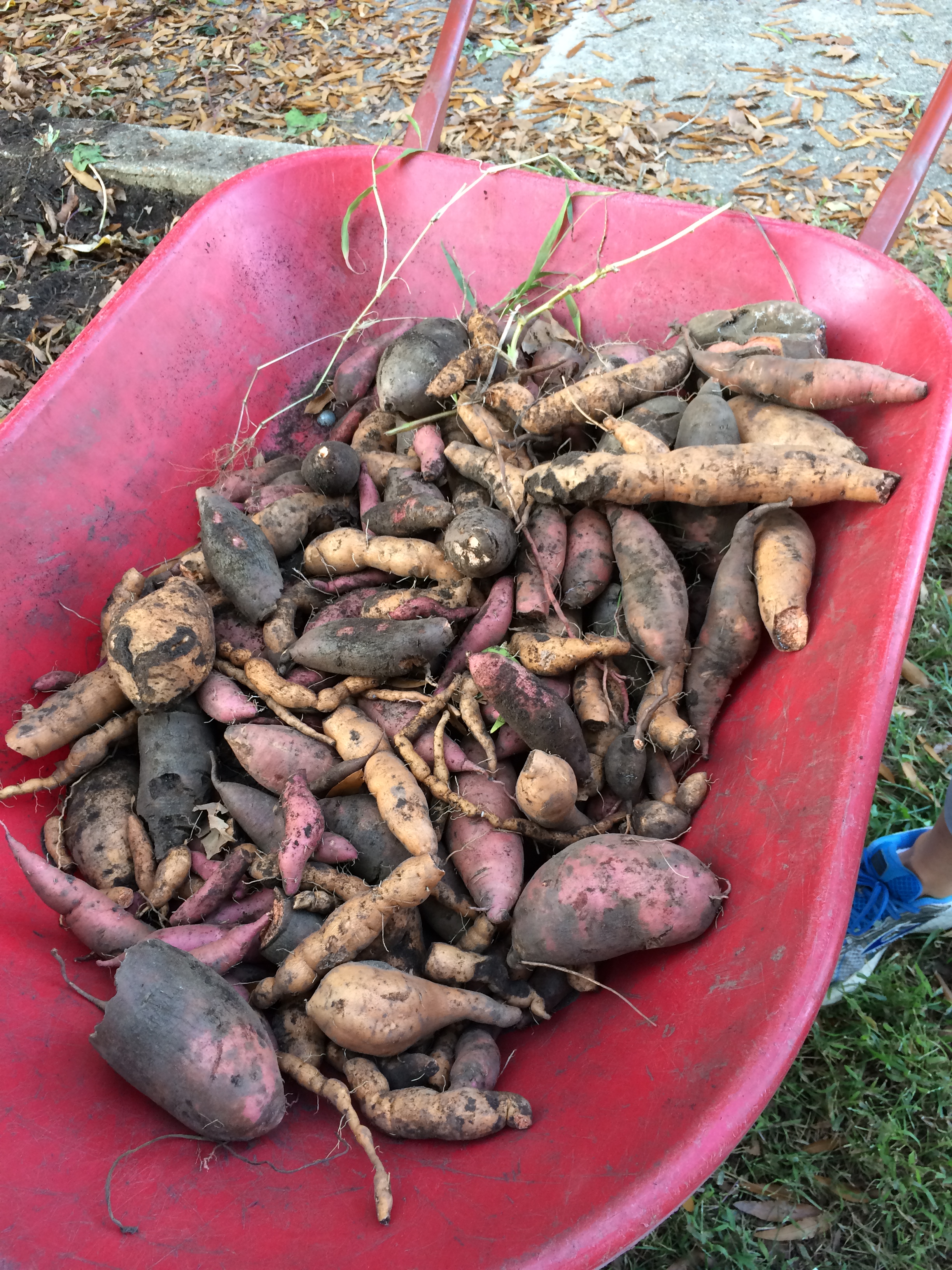Black, purple, red, yellow and white sweet potato varieties.