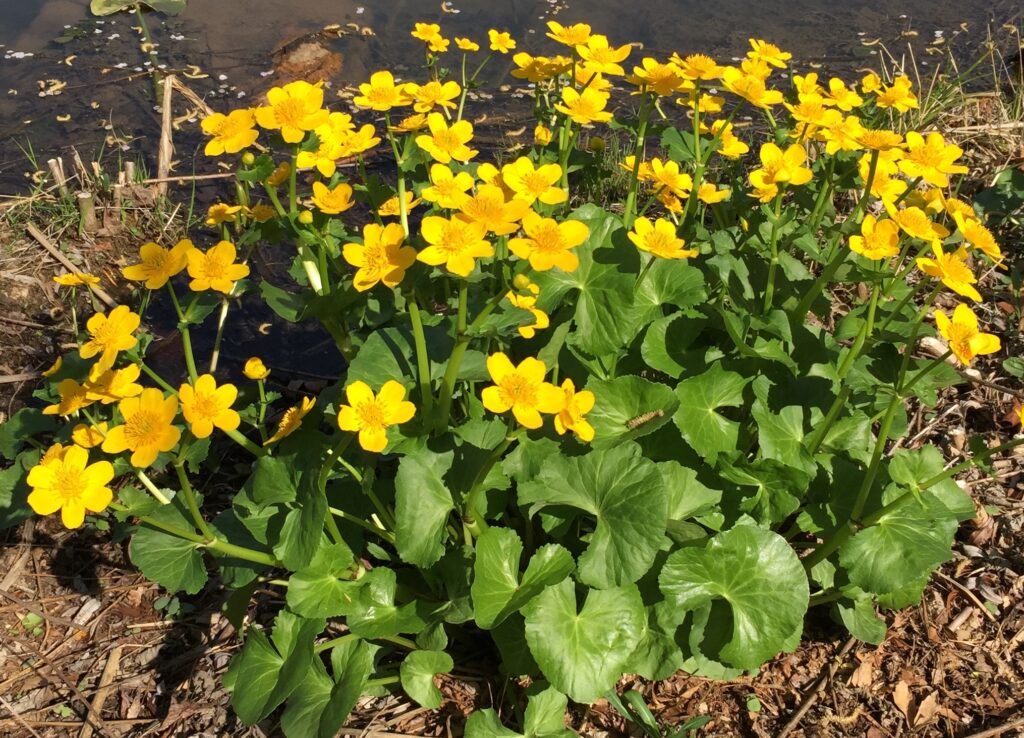 Caltha palustris at water’s edge