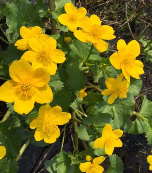 Buttercup-like flowers of marsh marigold
