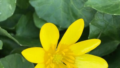 Distinct center of lesser celandine flower