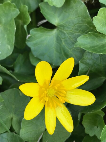 Distinct center of lesser celandine flower