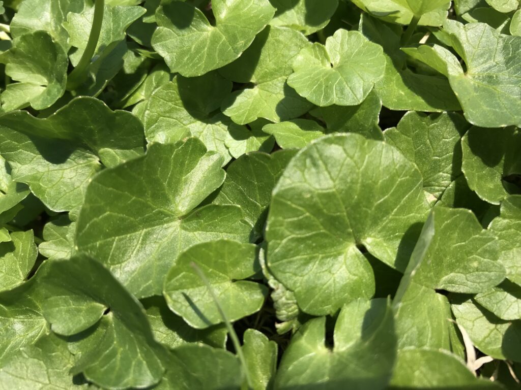 Leaves of Ranunculus ficaria (lesser celandine)