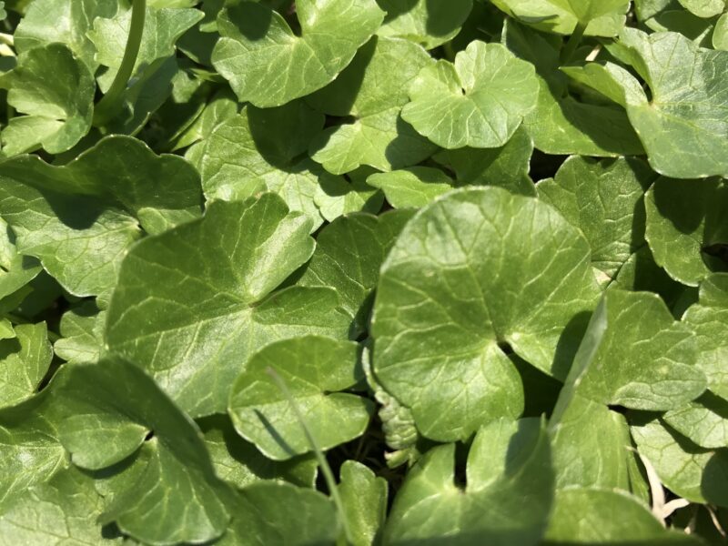 Leaves of Ranunculus ficaria (lesser celandine)