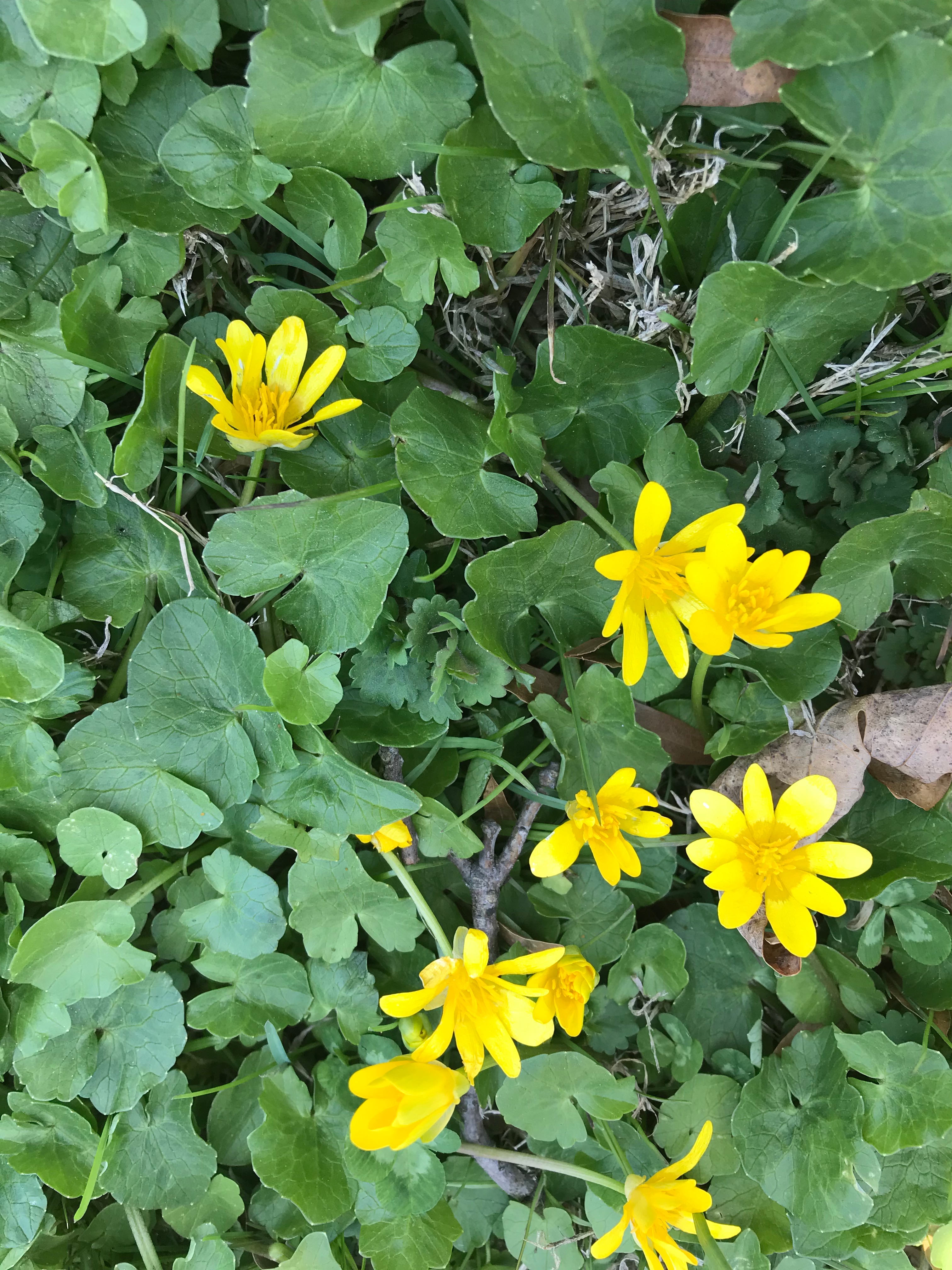 Thick carpet of Ranunculus ficaria (lesser celandine)