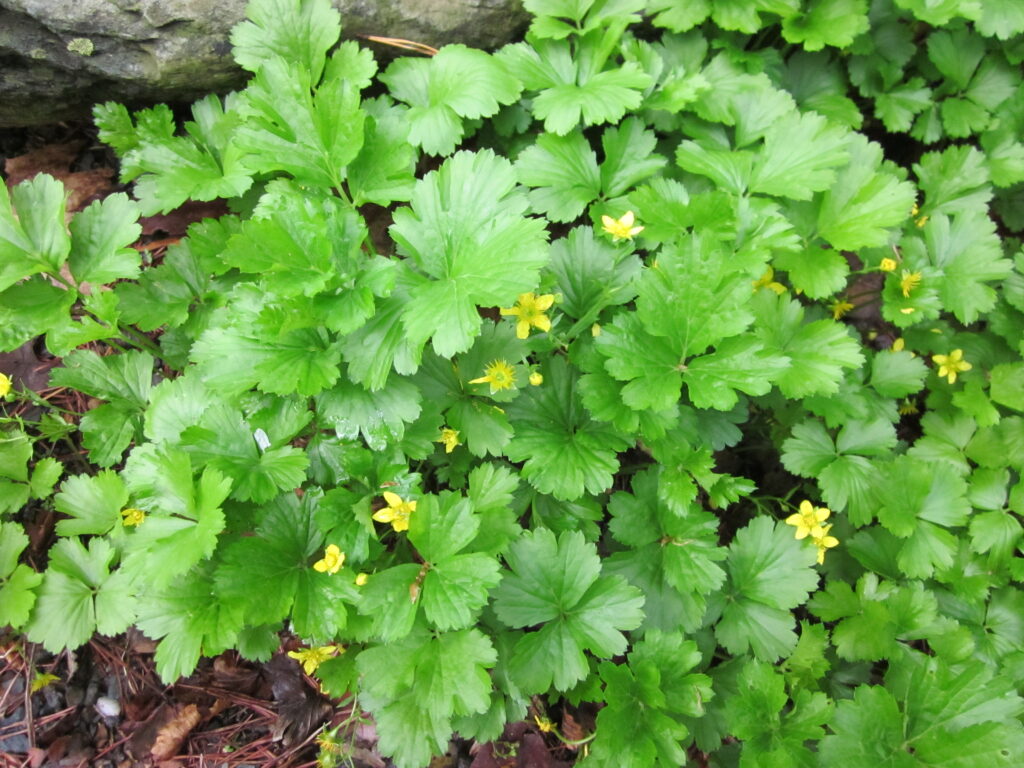 Colony of Geum fragarioides