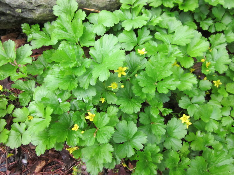 Colony of Geum fragarioides