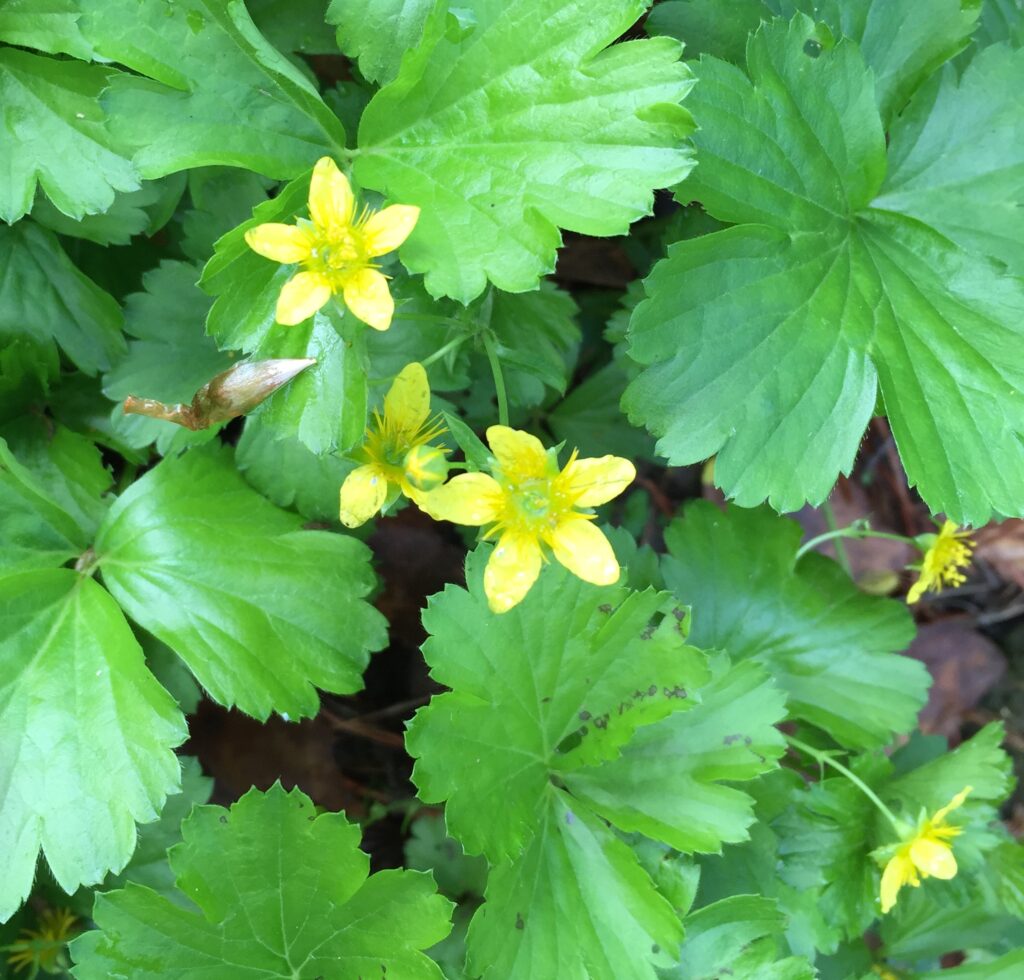 Barren strawberry flowers
