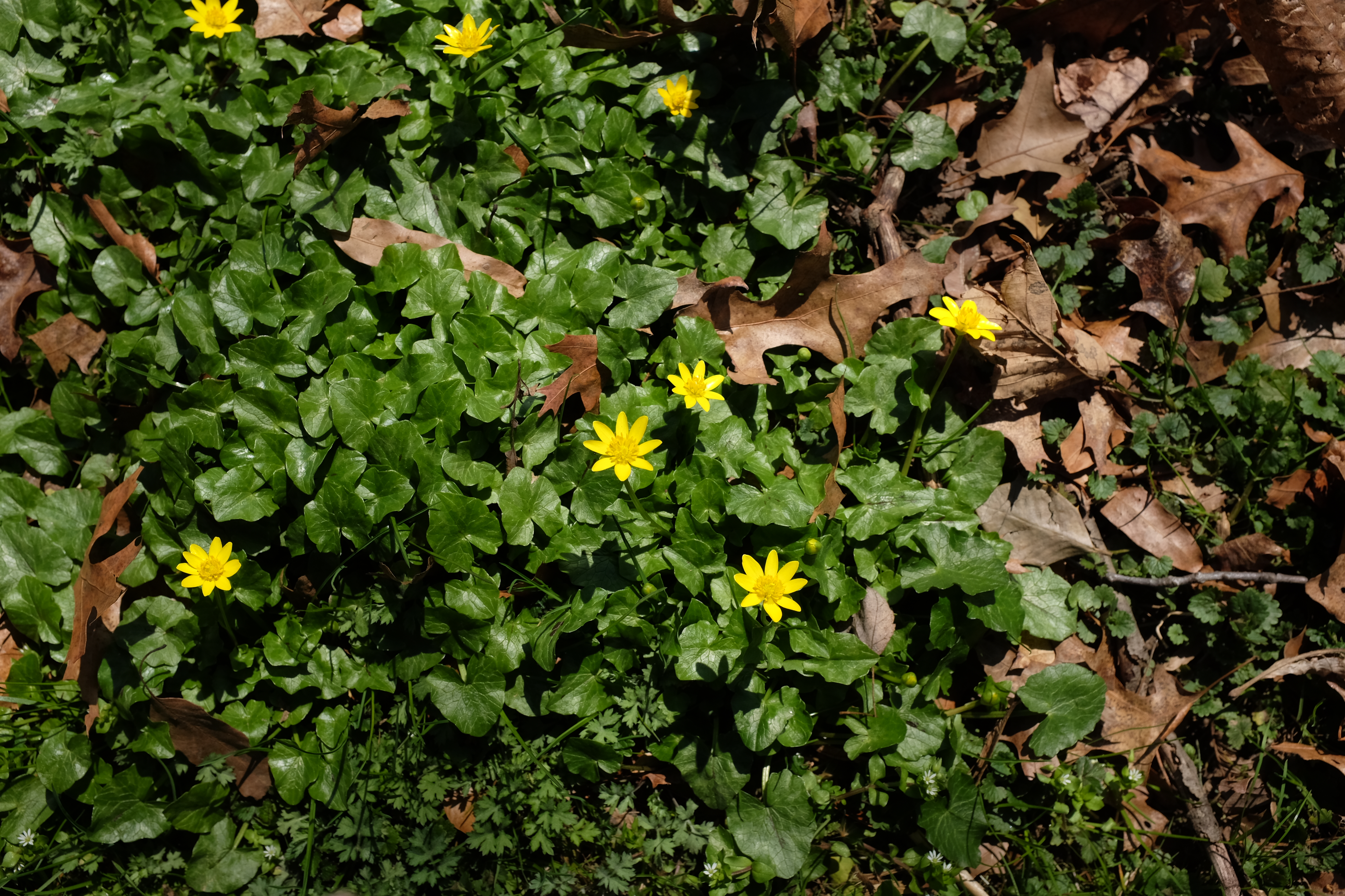 Ranunculus ficaria (lesser celandine)
