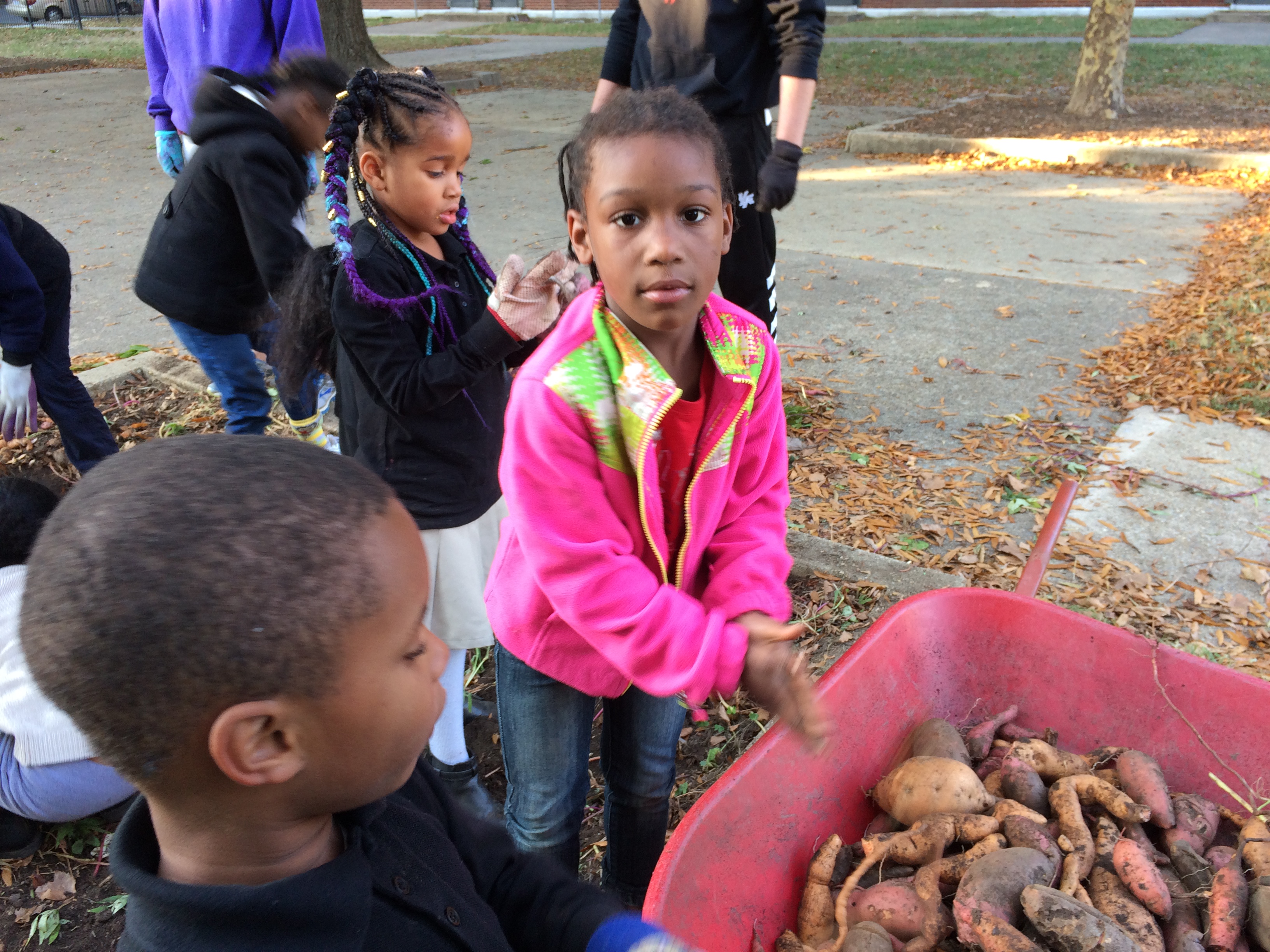 Serious sweet potatoe harvest.
