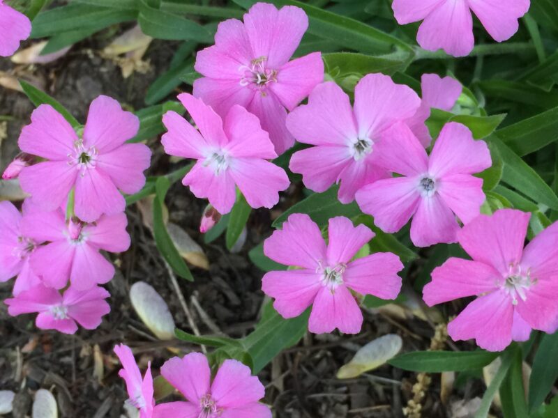 Detail of wild pink flowers