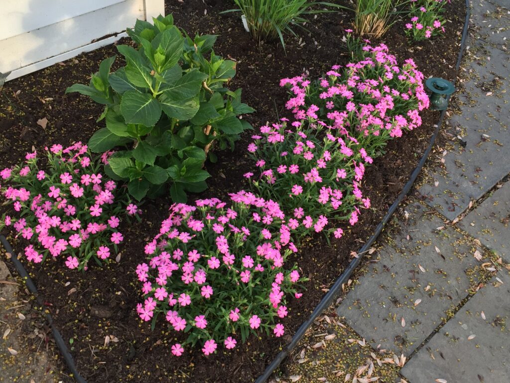Silene caroliniana is attractive in the front of a border