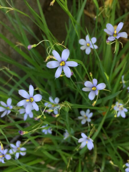 Dainty flowers of with six sharply-pointed tepals of Sisyrinchium angustifolium (blue-eyed grass) in May.