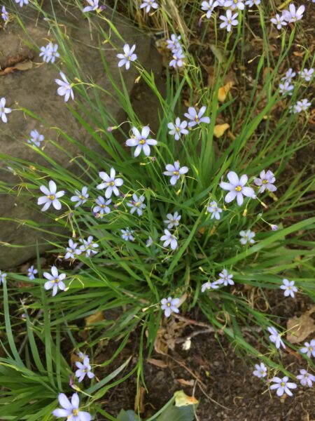 Clump of Sisyrinchium angustifolium