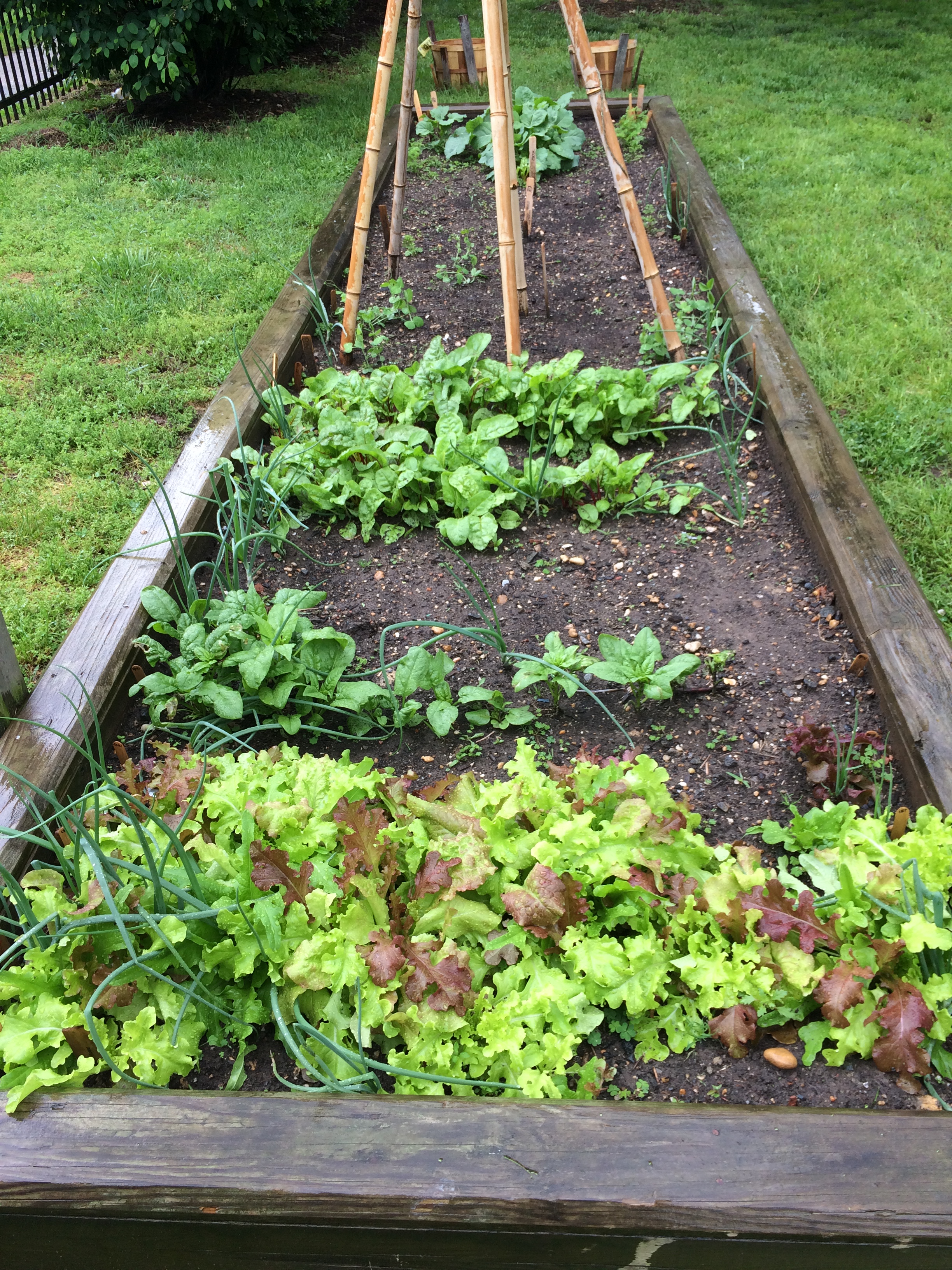 Spinach, lettuces, onions in raised bed