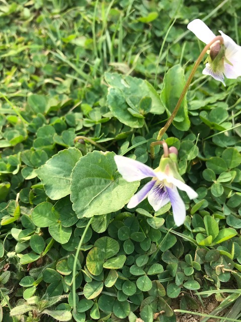 Viola sororia (common blue violet)