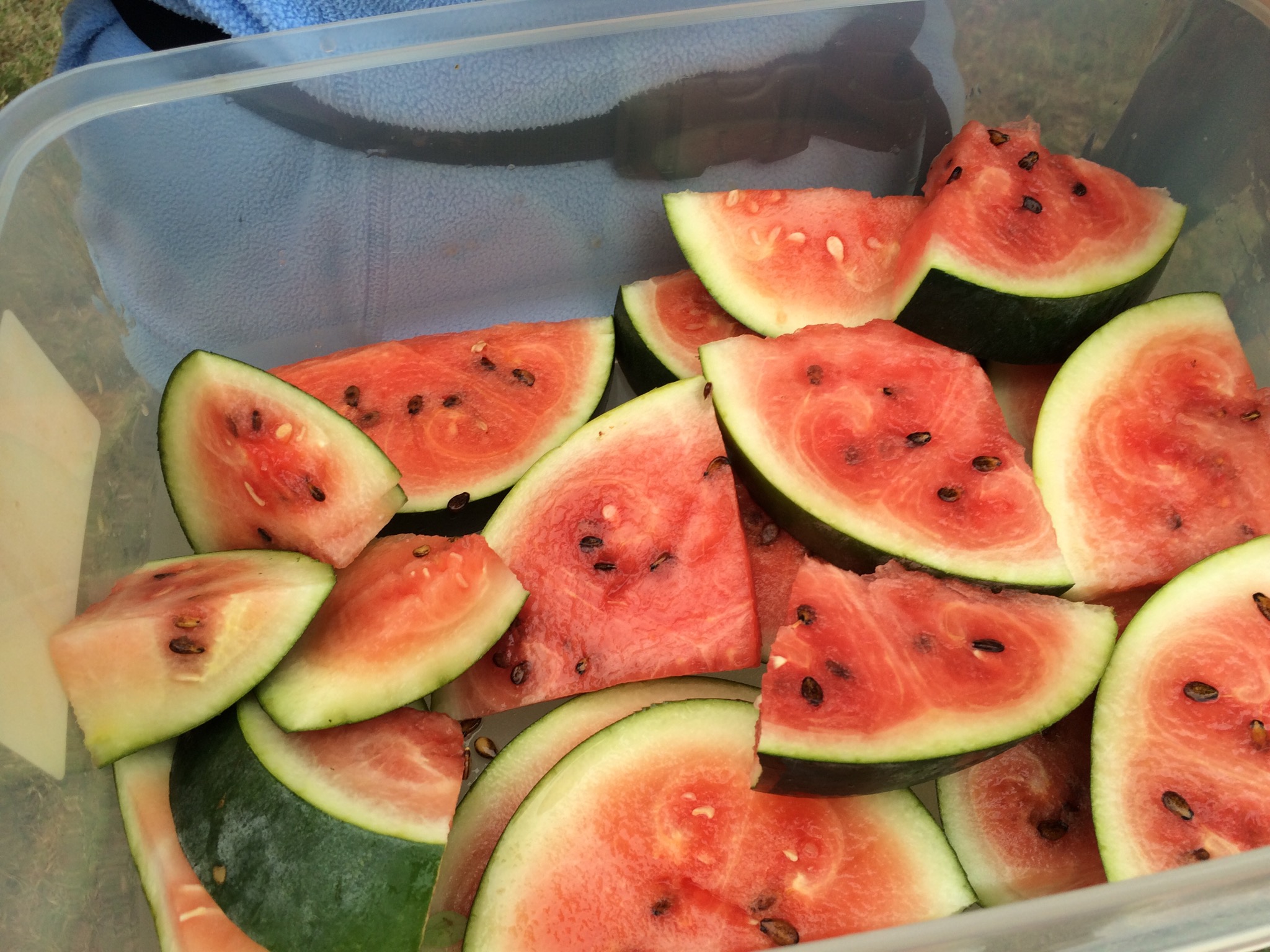 Watermelon bounty!