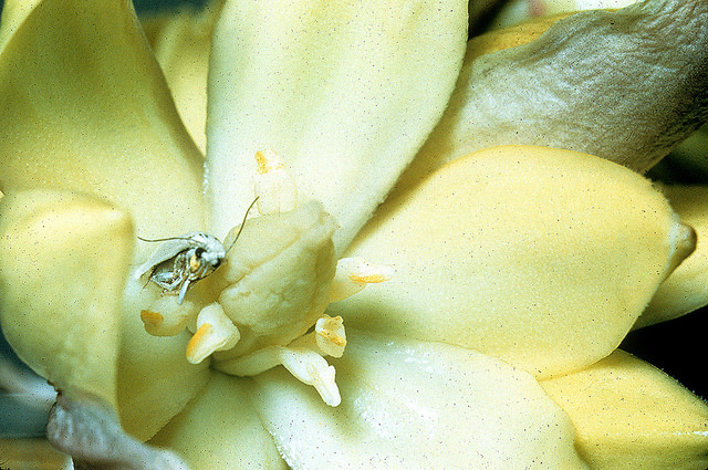 Yucca filamentosa (Adam’s needle) with Yucca Moth