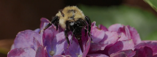 Bombus impatiens on hydrangea