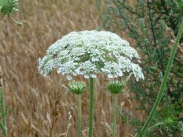 Heracleum mantegazzianum (Giant Hogweed)