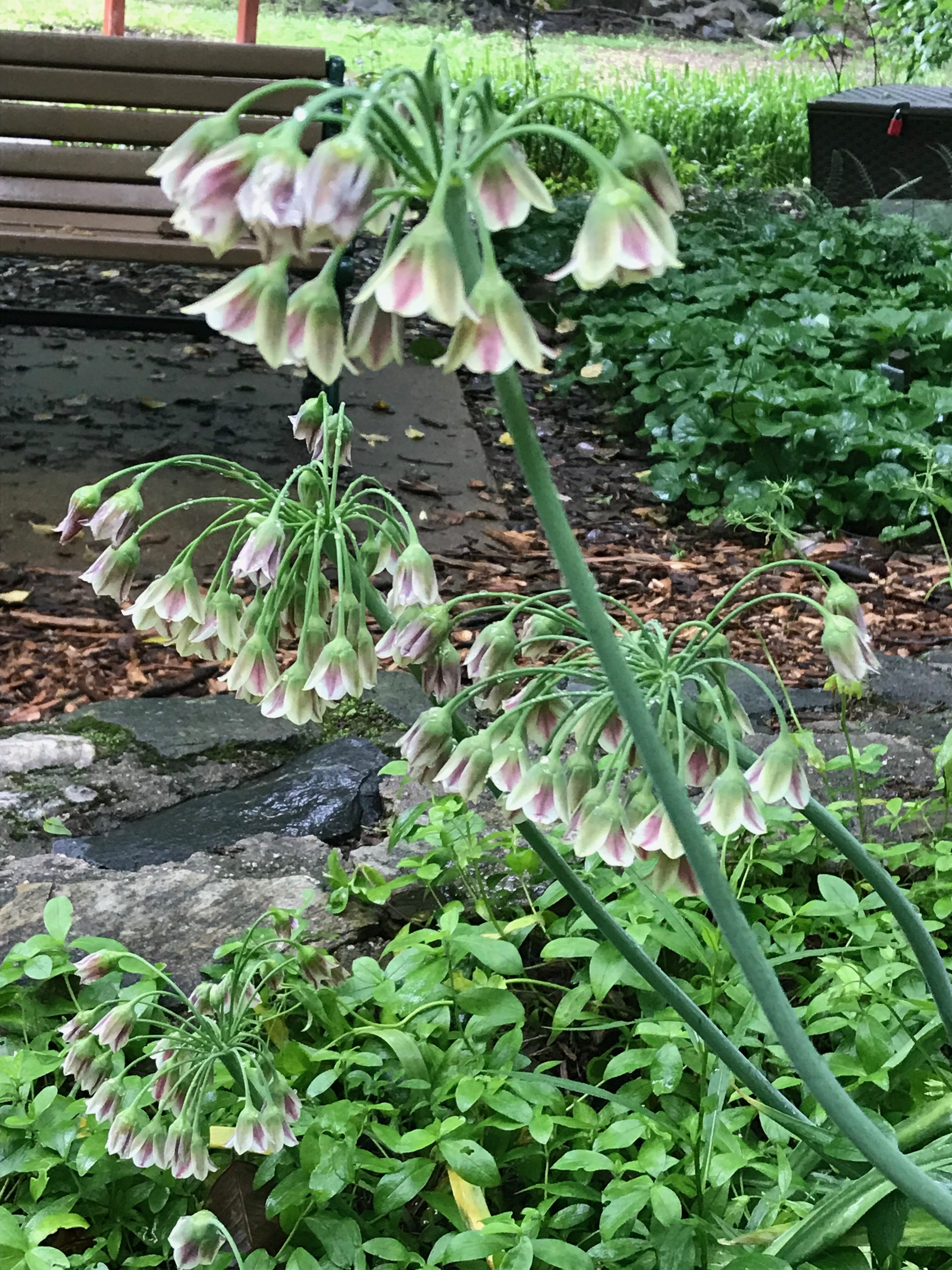Nectaroscordum siculum (honey garlic)