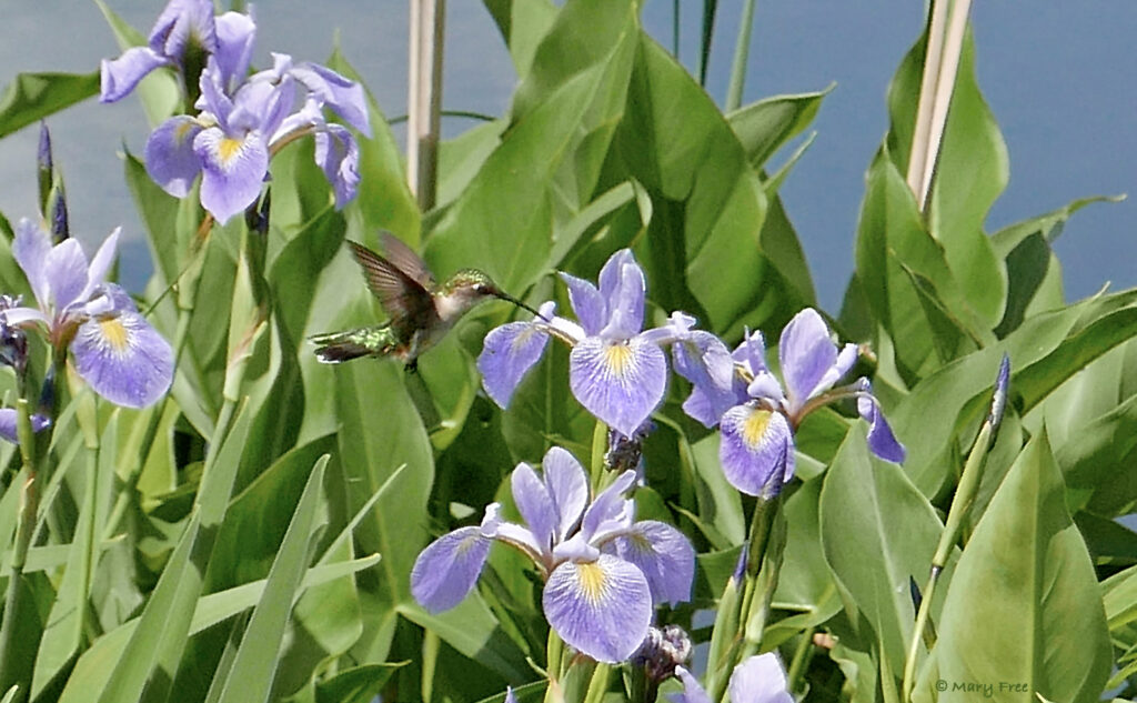 Ruby-throated hummingbird feeds on native Iris versicolor.