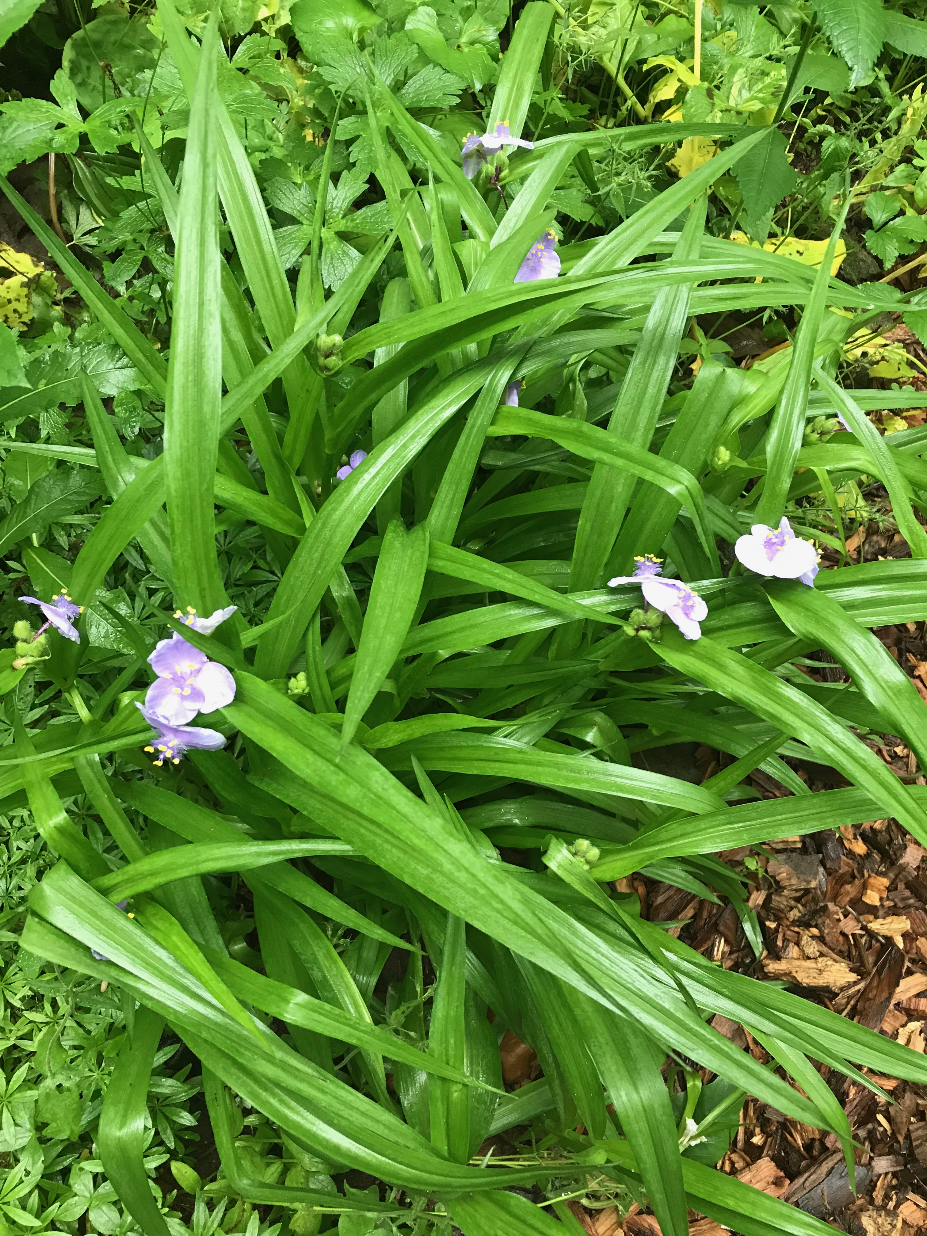 Lavender Tradescantia virginiana (spiderwort) mass