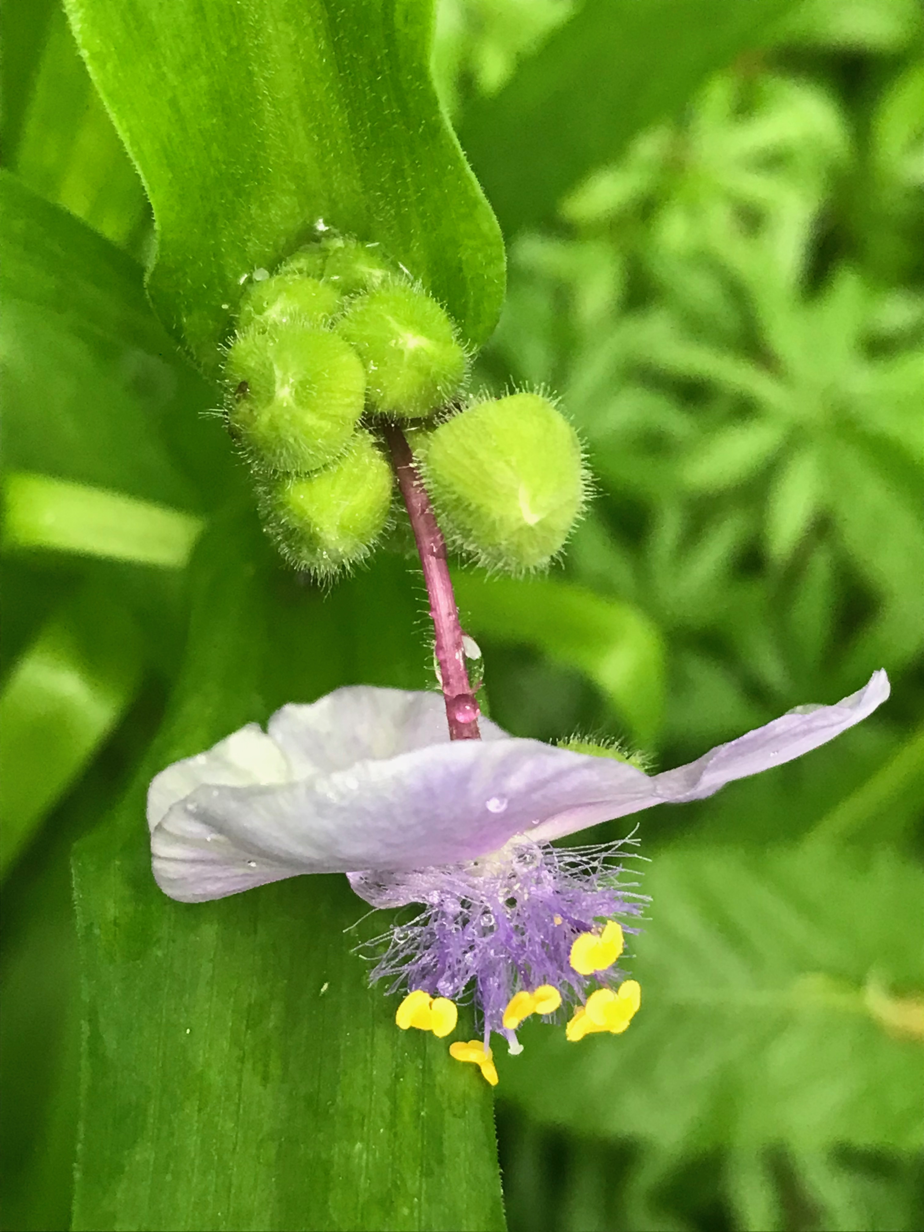 Lavender Tradescantia virginiana (spiderwort) top view