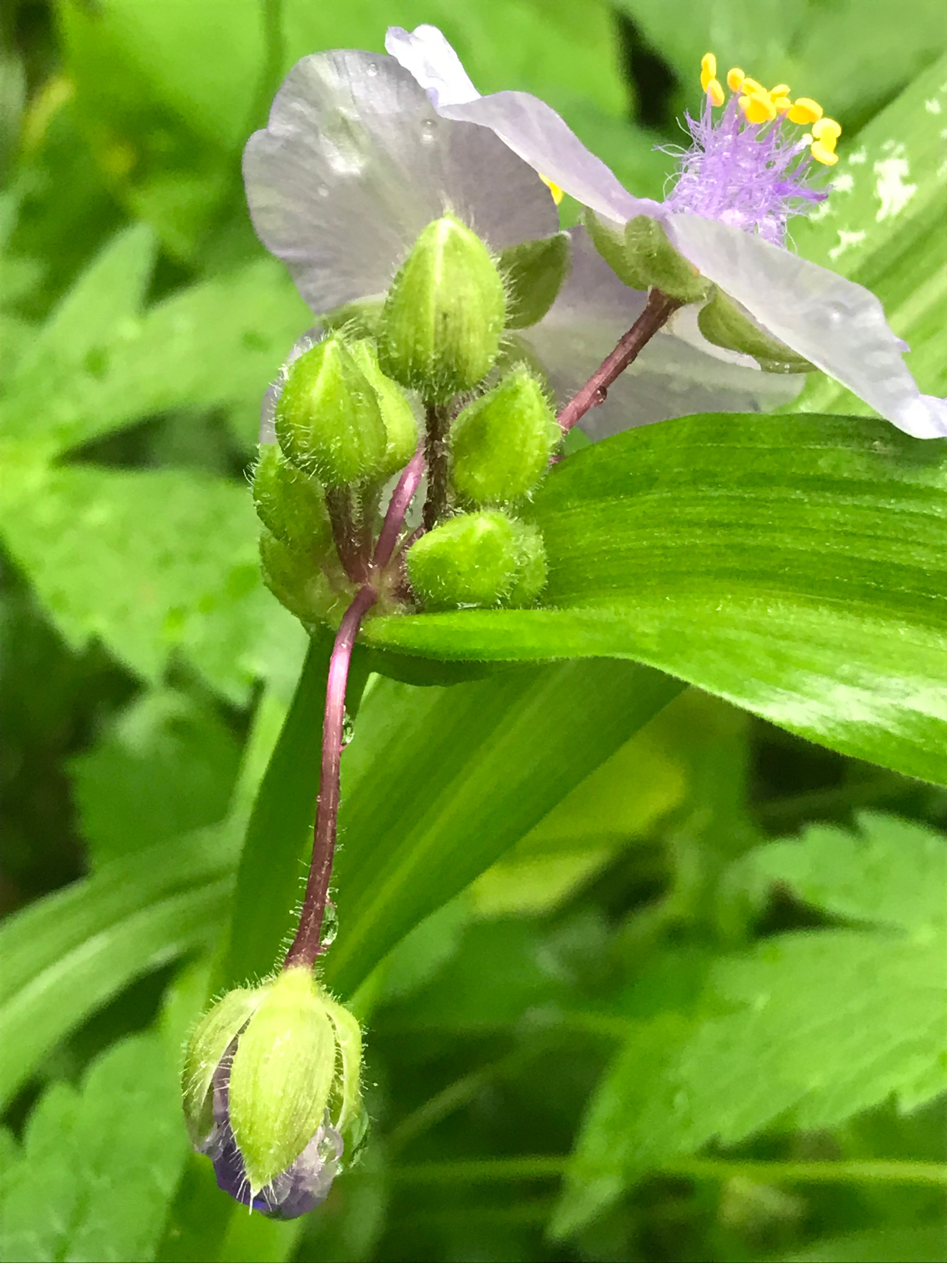 Lavender Tradescantia virginiana (spiderwort)