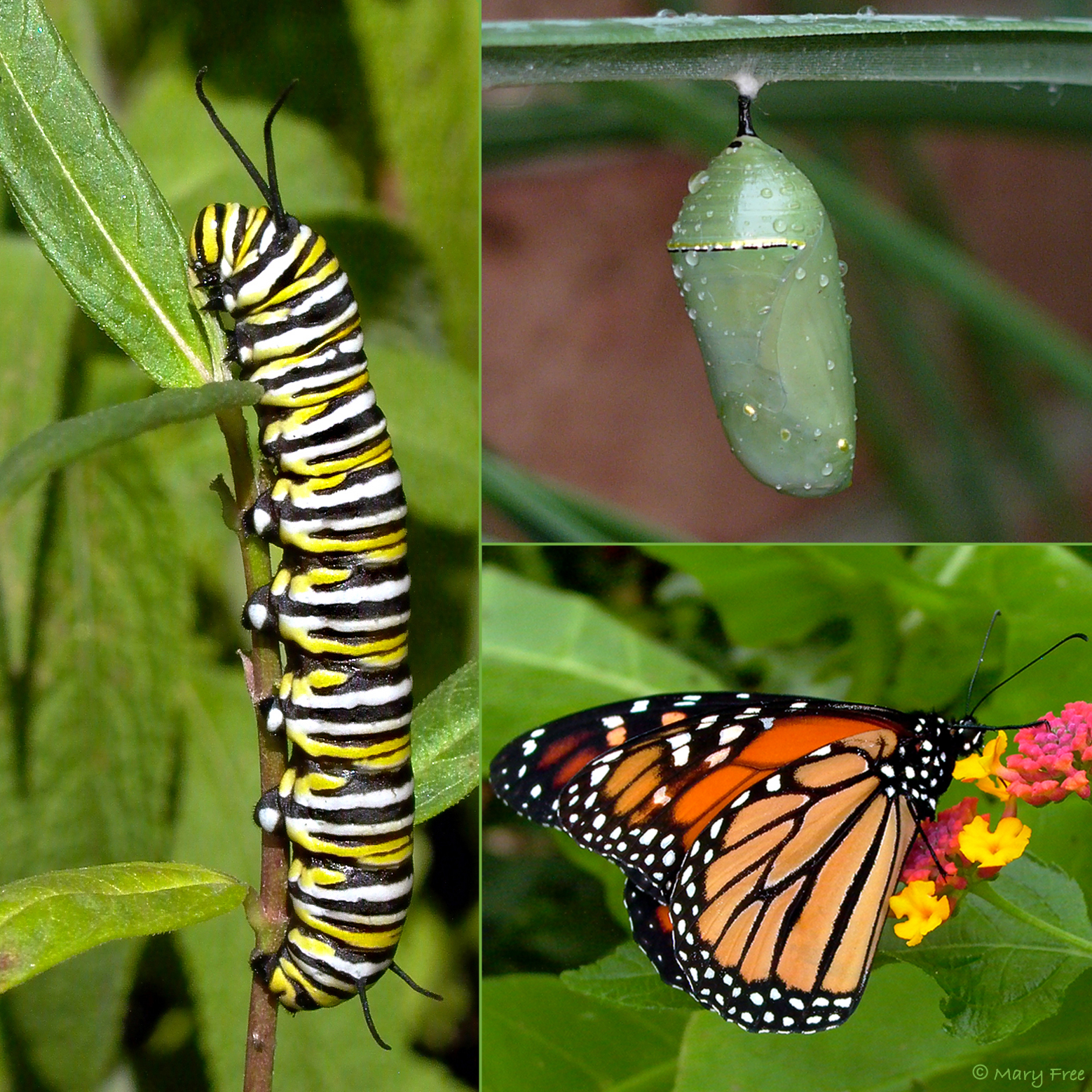 A Monarch caterpillar eats the leaves of Asclepias tuberosa and a chrysalis develops at the the Glencarlyn Library Community Garden in Arlington. An adult mMonarch feeds on lLantana at Simpson Gardens in Alexandria. Learn more about the butterfly life cycle, host plants preferred by specific butterfly species, and types of nectar plants that attract butterflies in Creating Inviting Habitats. © Mary Free