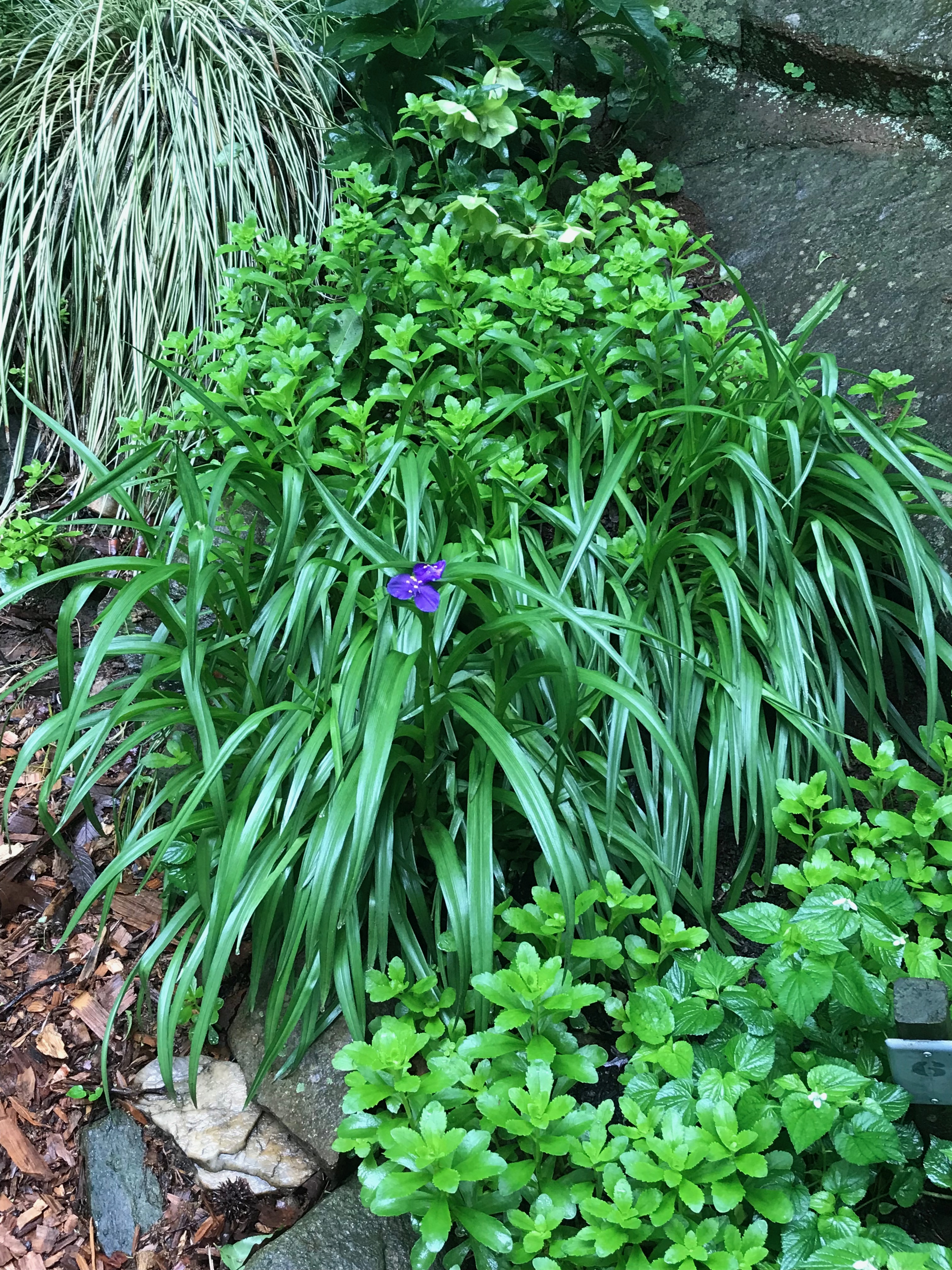 Purple Tradescantia virginiana (spiderwort) mass