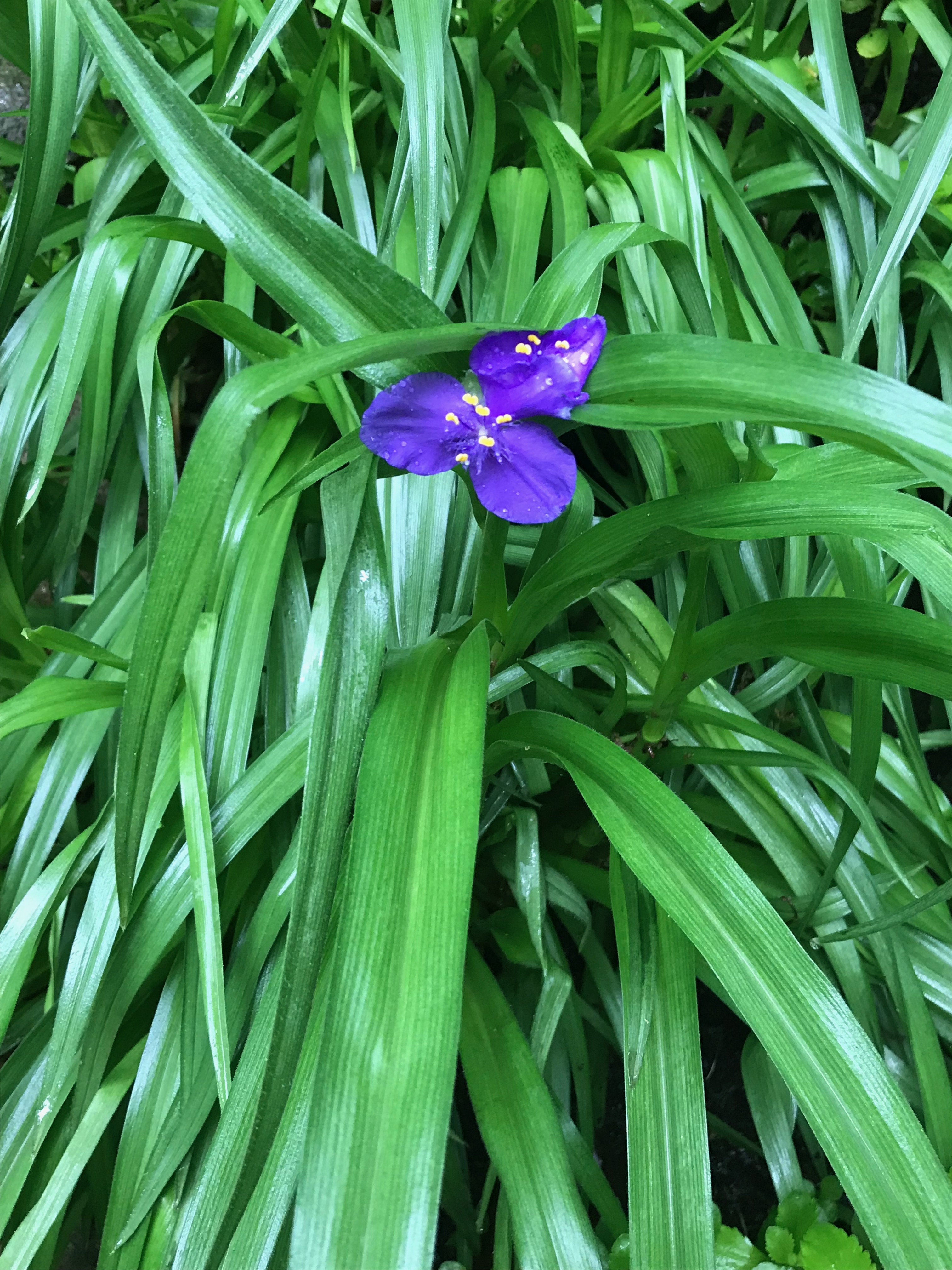 Purple Tradescantia virginiana (spiderwort) single flower at a distance