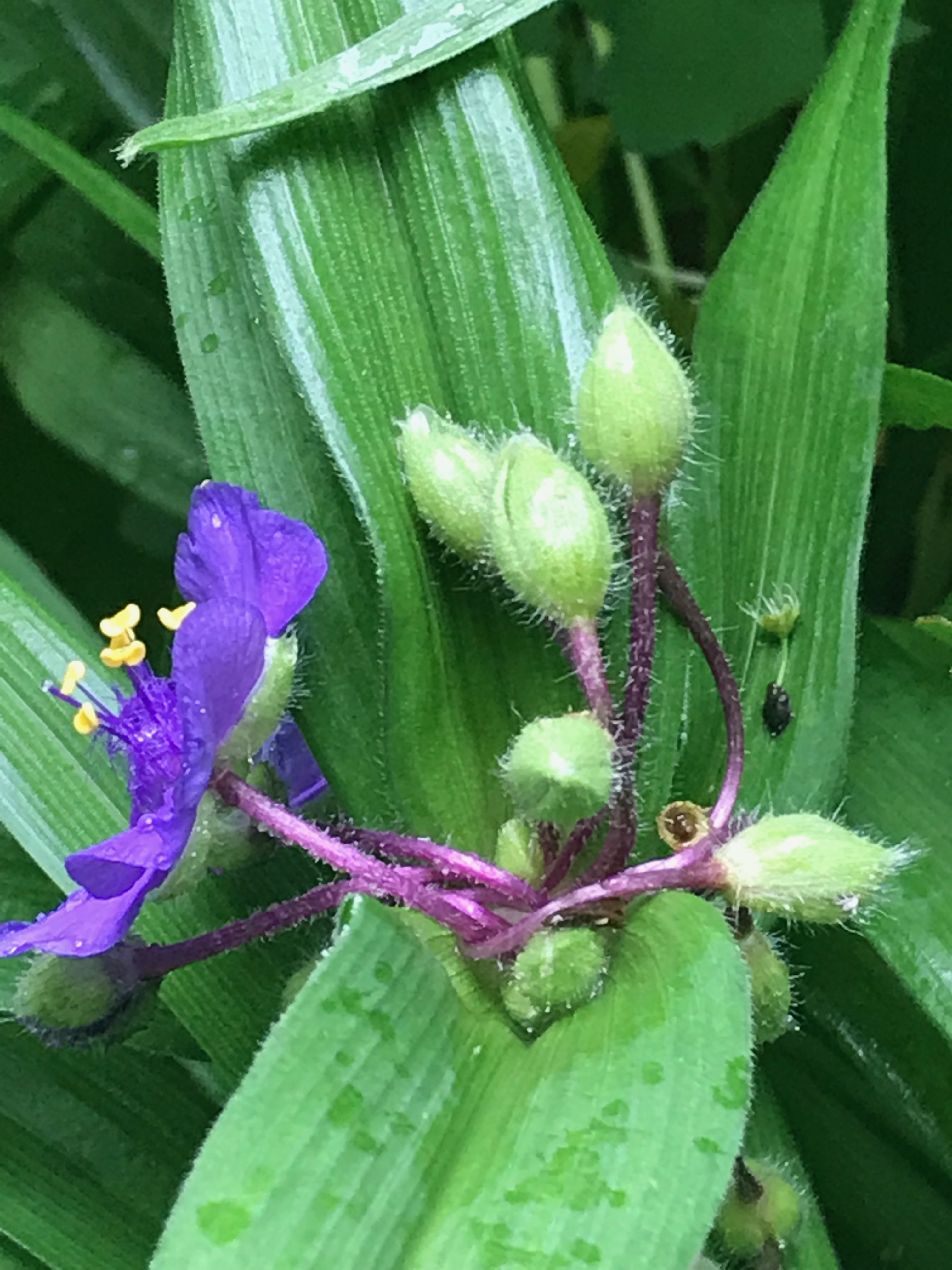 Purple Tradescantia virginiana (spiderwort)