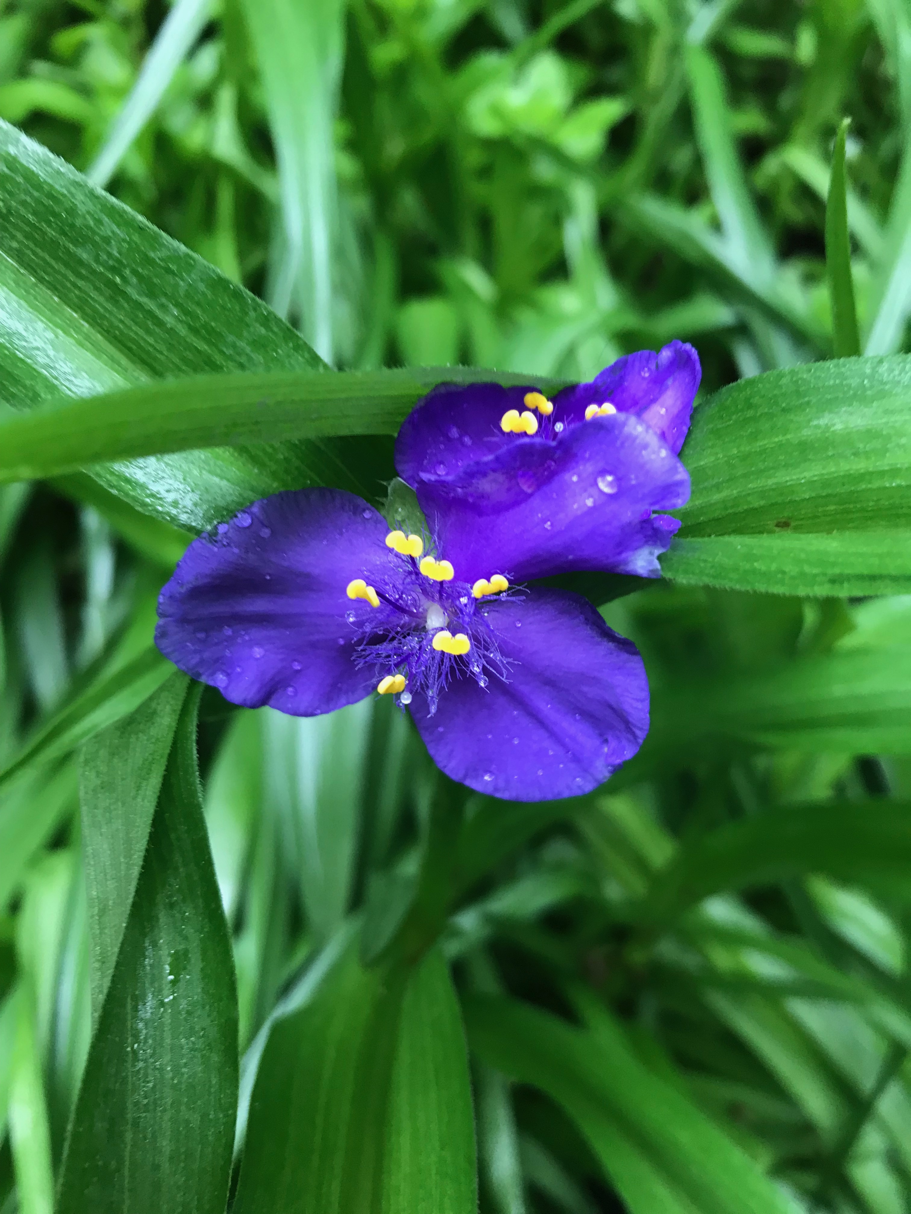 Purple Tradescantia virginiana (spiderwort)