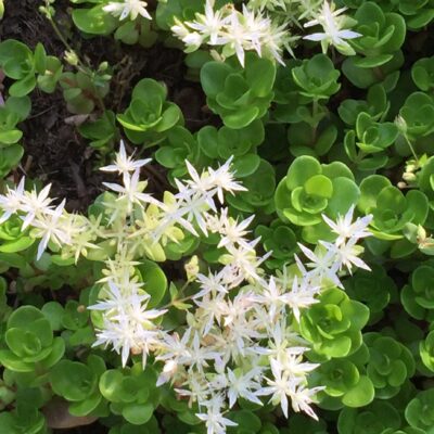 Sedum ternatum, Wild Stonecrop