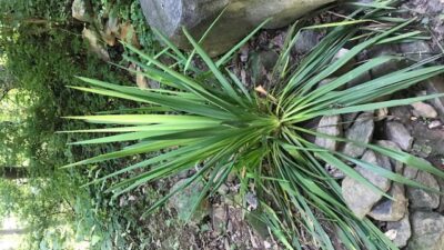 Shade Garden Yucca filamentosa (Adam’s needle)