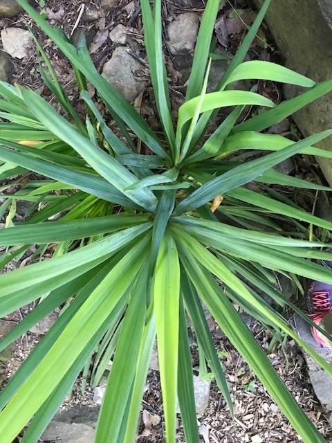 Shade Garden Yucca filamentosa (Adam’s needle). View from above