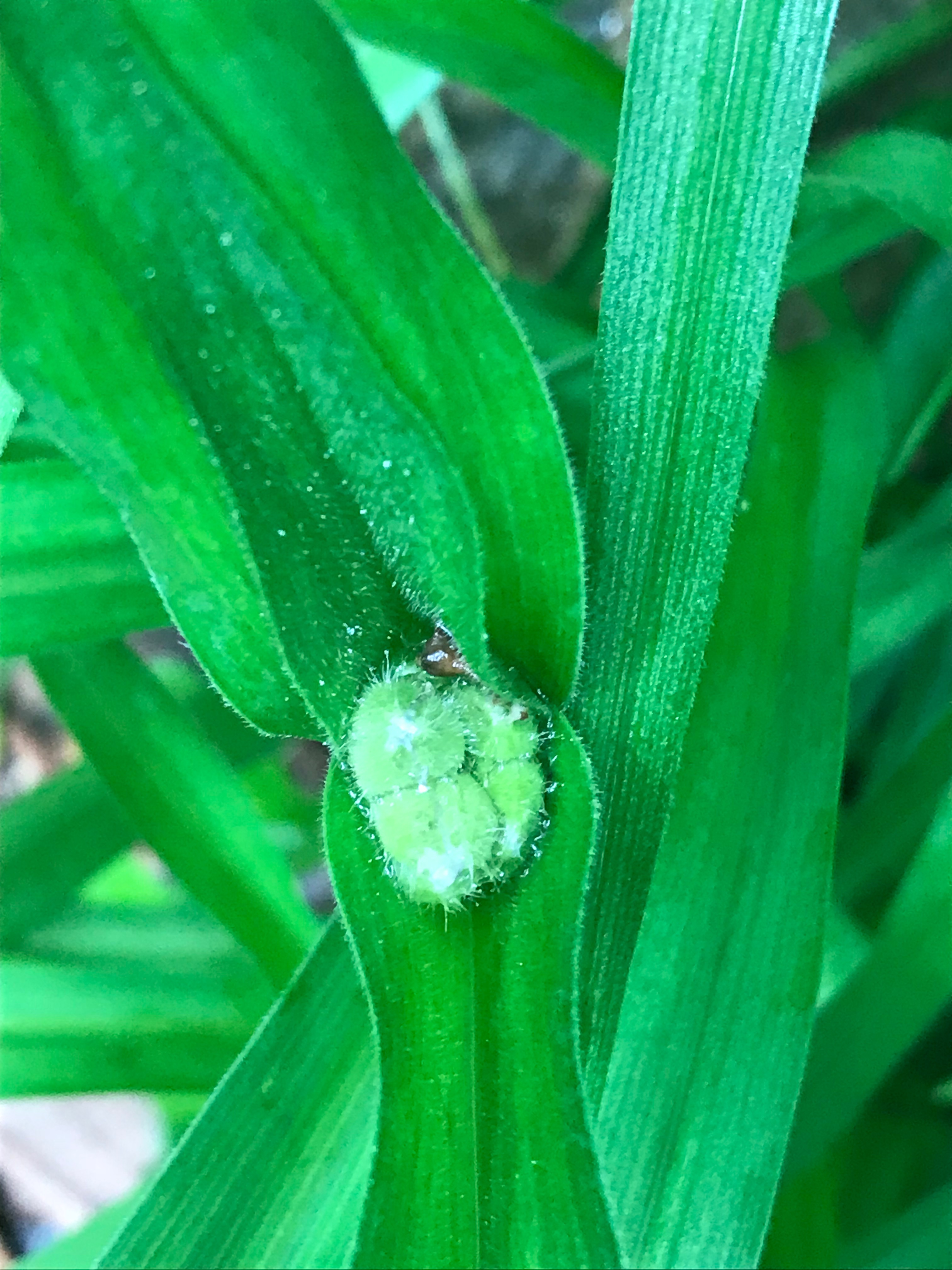 Tradescantia virginiana (spiderwort) buds