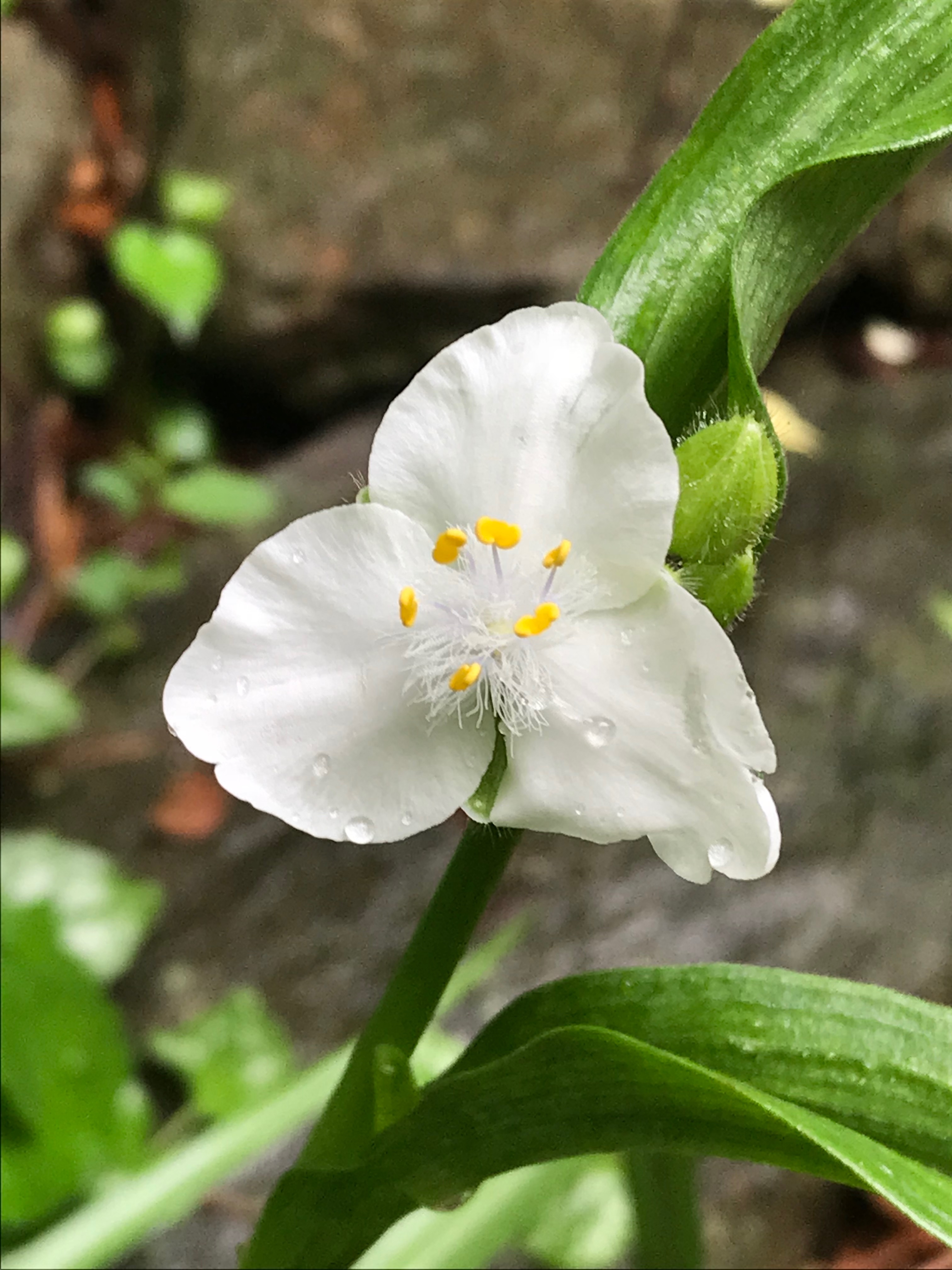 White Tradescantia virginiana (spiderwort) close-up with leaves.