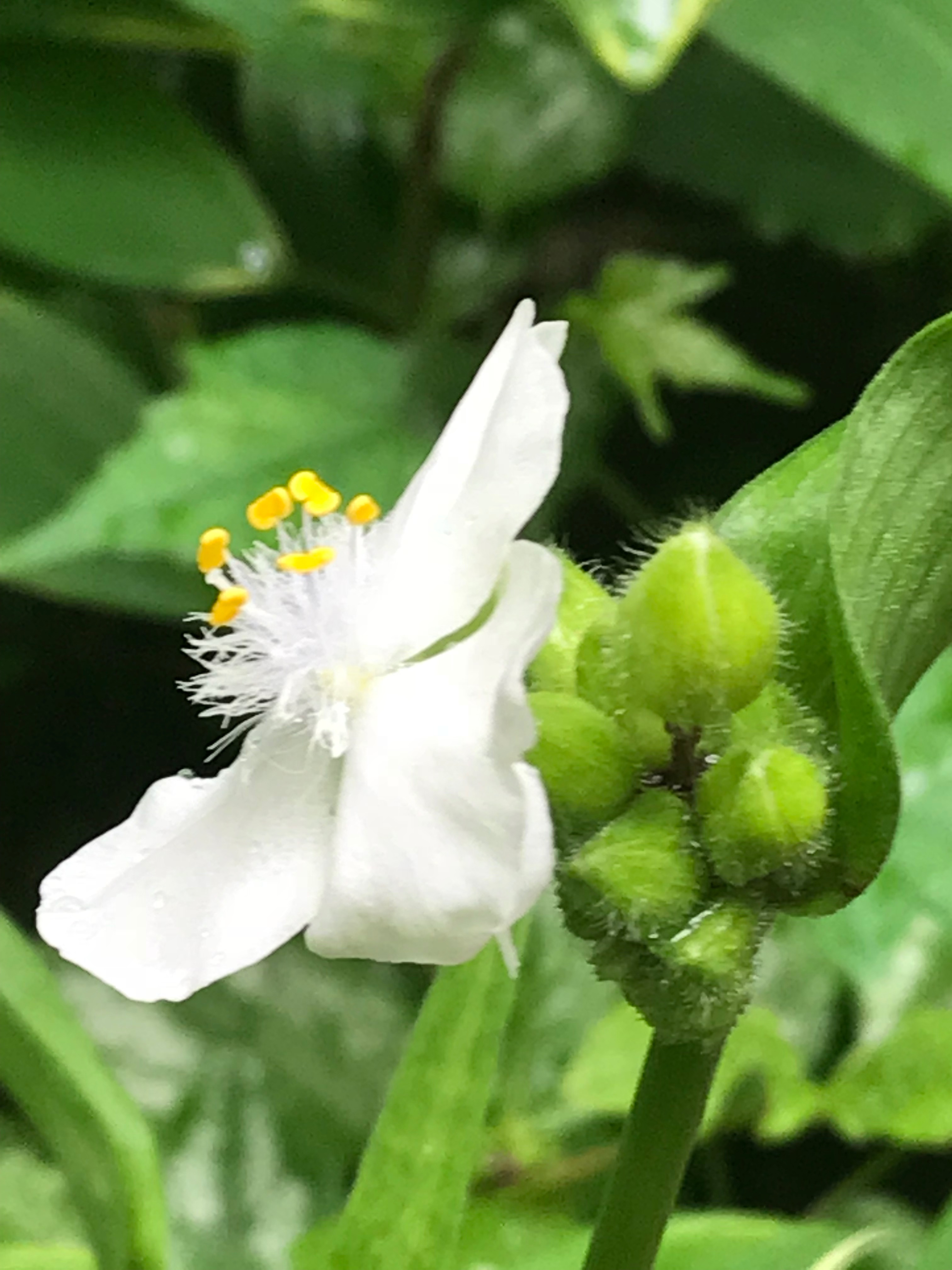 White Tradescantia virginiana (spiderwort) close-up