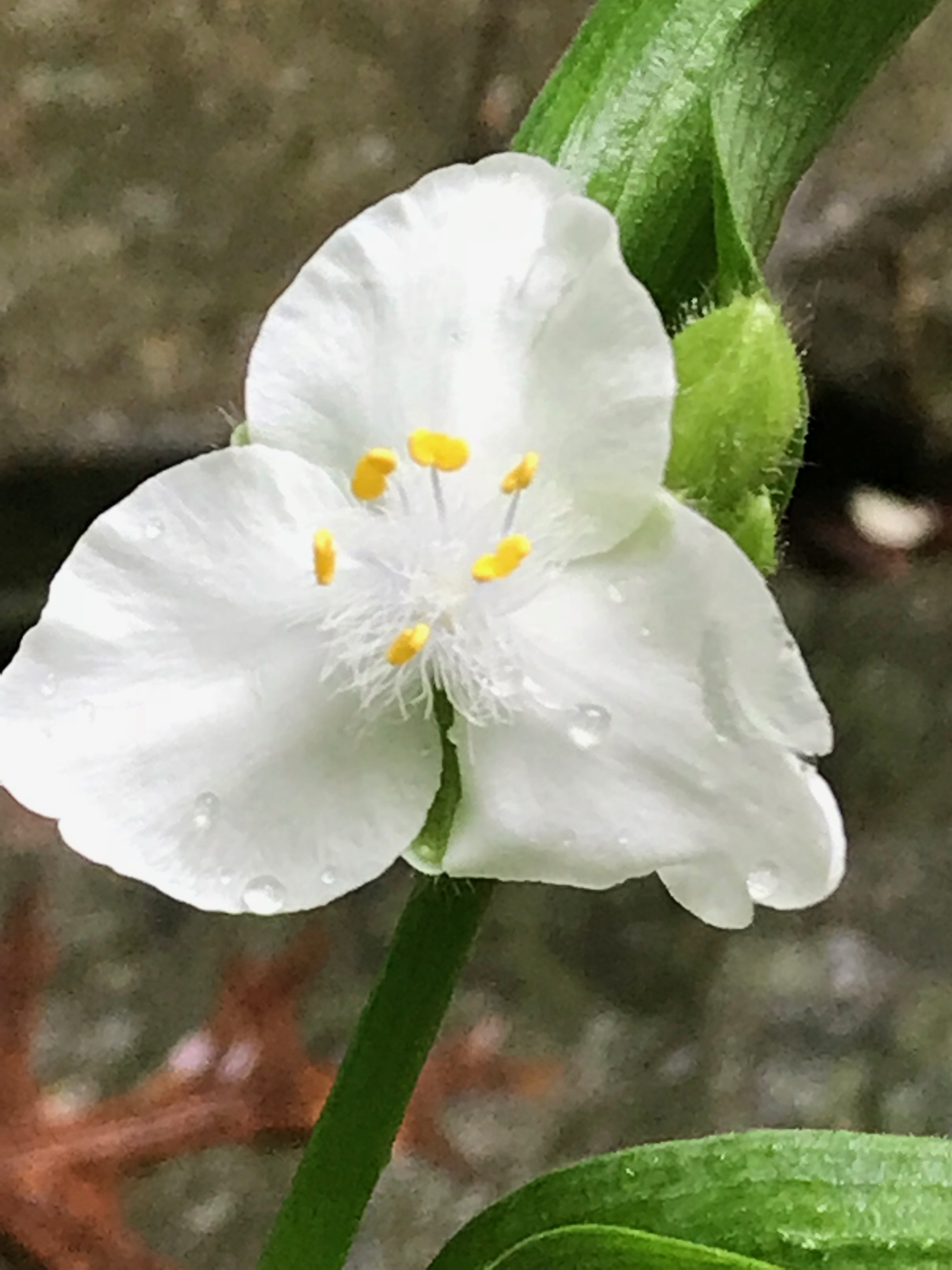 Close up of White Tradescantia virginiana (spiderwort)