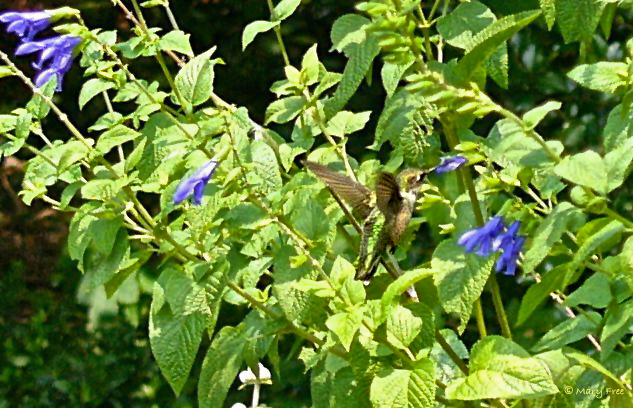 This ruby-throated hummingbird feeds on salvia late in the season in the Sunny Garden at Bon Air Park in Arlington. See Creating Inviting Habitats for a picture chart of Flowers that Attract Hummingbirds during the spring, summer, and fall. © Mary Free
