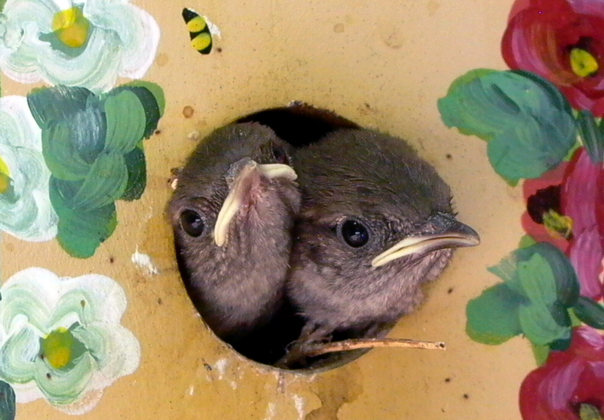 House wrens are ideal candidates for close-to-house nest boxes like this one hanging from a dogwood tree on thea patio of an Arlington townhouse. Creating Inviting Habitats contains a chart showing Nest Box Dimensions for various bird species. © Mary Free