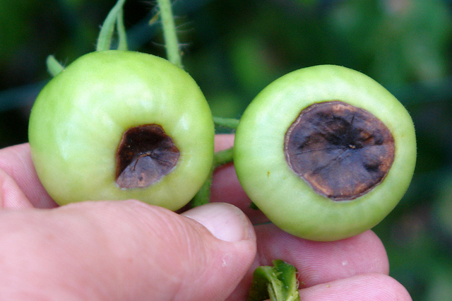 Blossom end rot on tomatoes