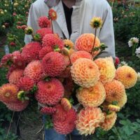 Dahlias