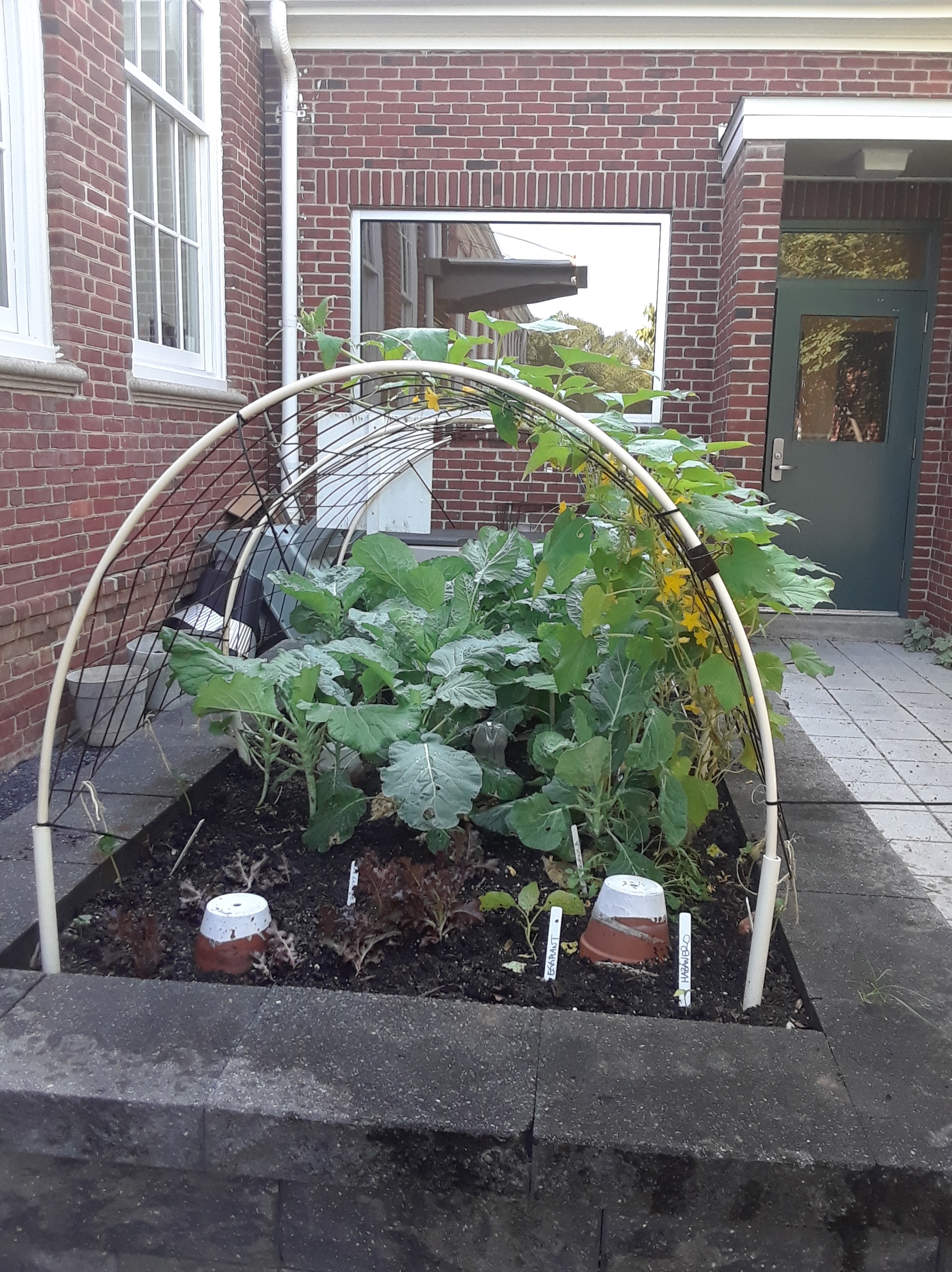 The front raised bed with ollas.