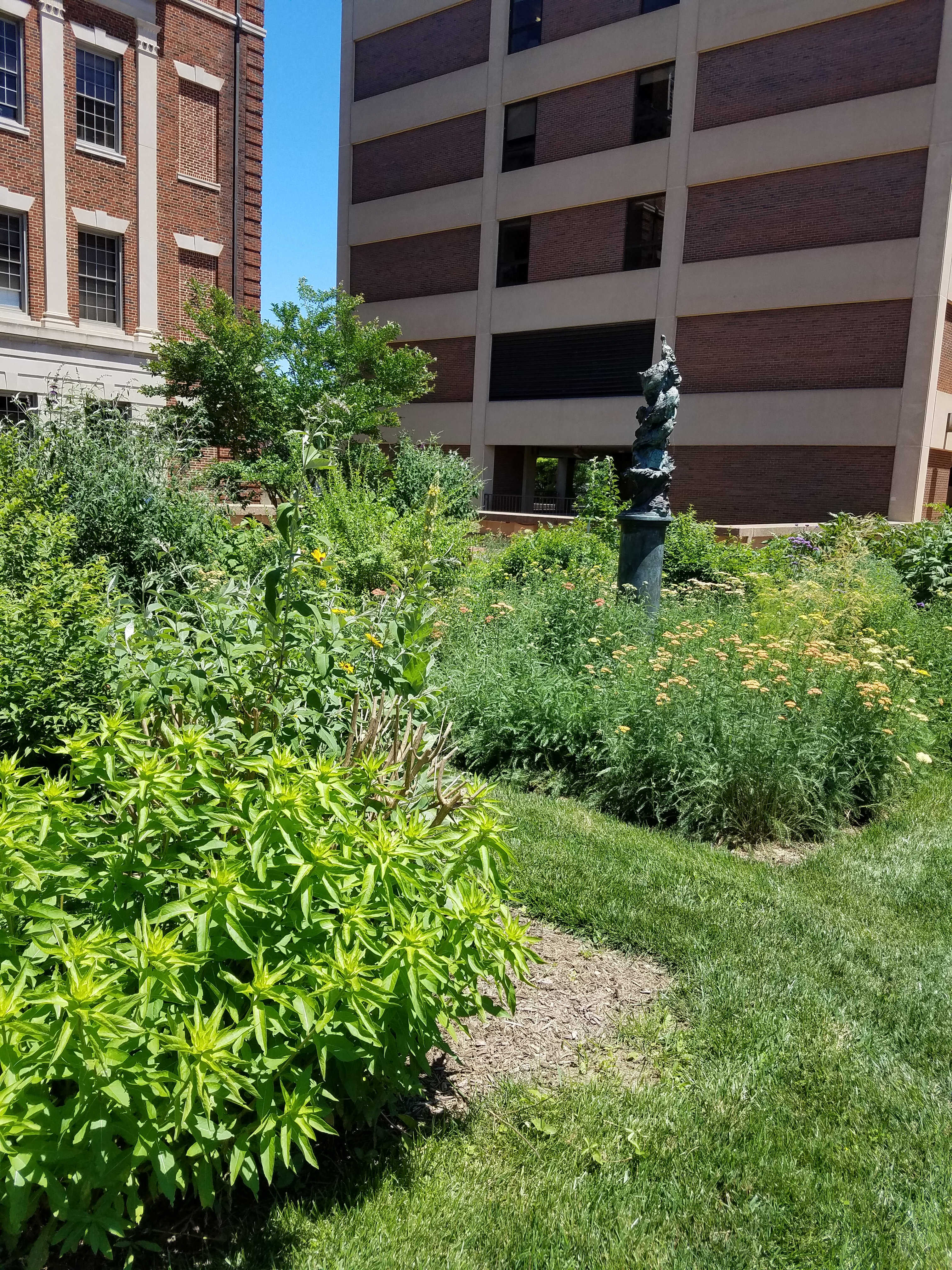 Urban Herb Gardens at Georgetown University Medical Center